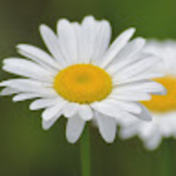 Meet your Posher, Julia - Picture 1 of 1